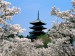 Cherry Blossoms, Ninna-Ji Temple Grounds, Kyoto, Japan